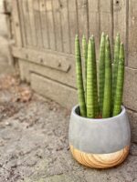 Zdjęcie Sansevieria Cylindrica Straight w kategorii rośliny, ujęcie 1
