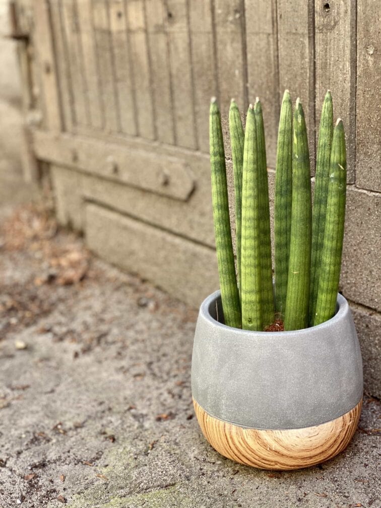 sansevieria-cylindrica-straight_10x30-0.jpg Zdjęcie Sansevieria Cylindrica Straight w kategorii rośliny, ujęcie 1