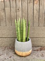 Zdjęcie Sansevieria Cylindrica Straight w kategorii rośliny, ujęcie 2