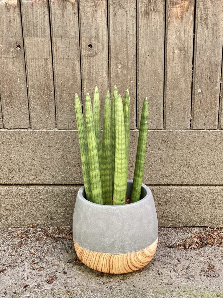 Zdjęcie Sansevieria Cylindrica Straight w kategorii rośliny, ujęcie 2