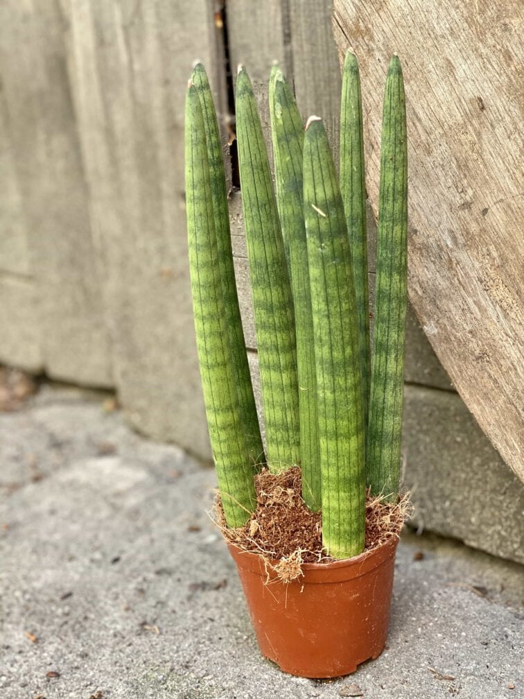Zdjęcie Sansevieria Cylindrica Straight w kategorii rośliny, ujęcie 3