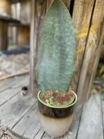 Zdjęcie Sansevieria Masoniana w kategorii rośliny, ujęcie 1