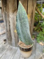 Zdjęcie Sansevieria Masoniana w kategorii rośliny, ujęcie 2