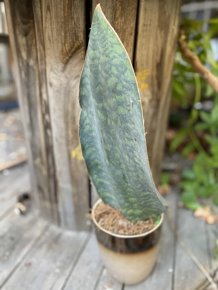 Zdjęcie Sansevieria Masoniana w kategorii rośliny, ujęcie 2