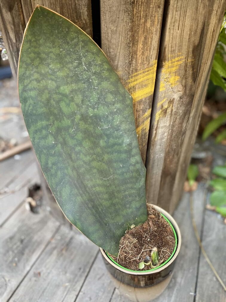 Zdjęcie Sansevieria Masoniana w kategorii rośliny, ujęcie 3