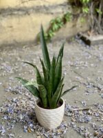 Zdjęcie Sansevieria Zeylanica w kategorii rośliny, ujęcie 1