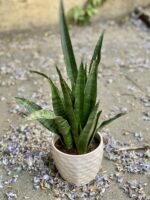 Zdjęcie Sansevieria Zeylanica w kategorii rośliny, ujęcie 2