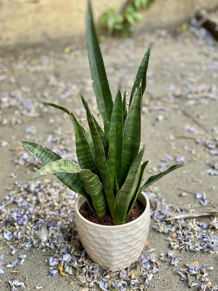 Zdjęcie Sansevieria Zeylanica w kategorii rośliny, ujęcie 2