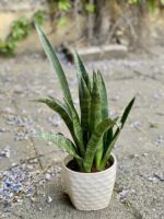 Zdjęcie Sansevieria Zeylanica w kategorii rośliny, ujęcie 3