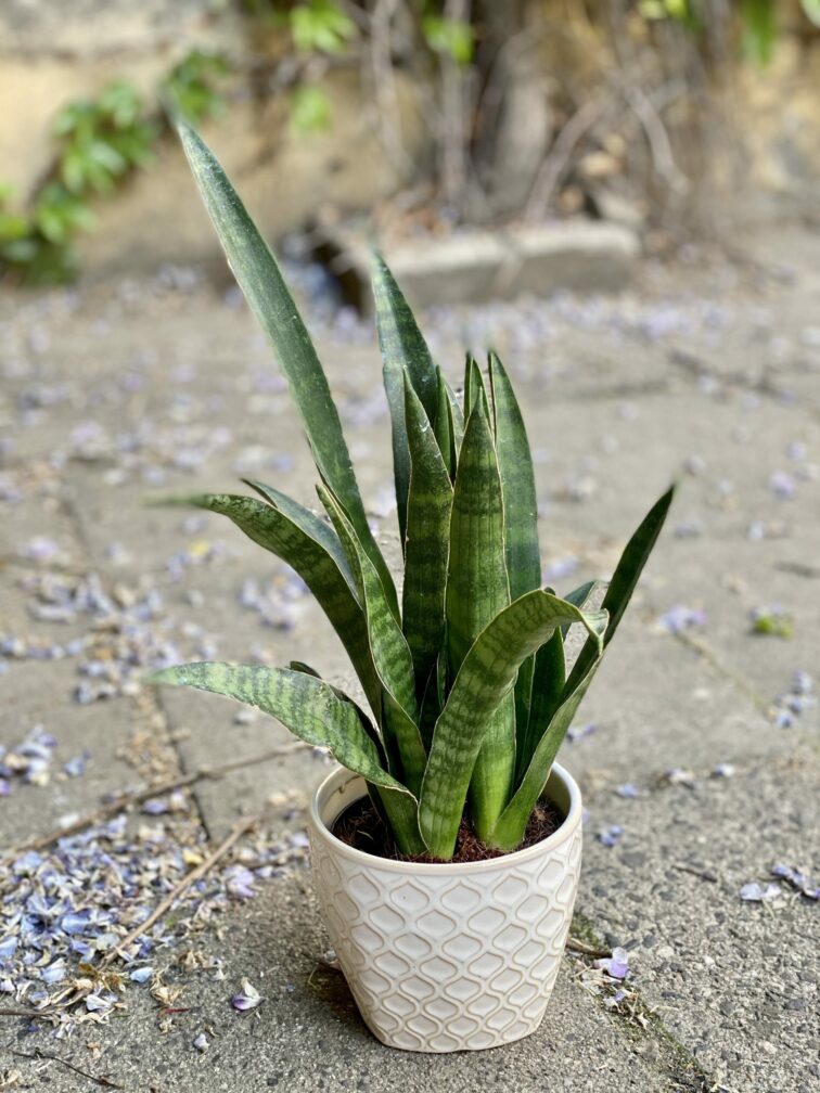 Zdjęcie Sansevieria Zeylanica w kategorii rośliny, ujęcie 3