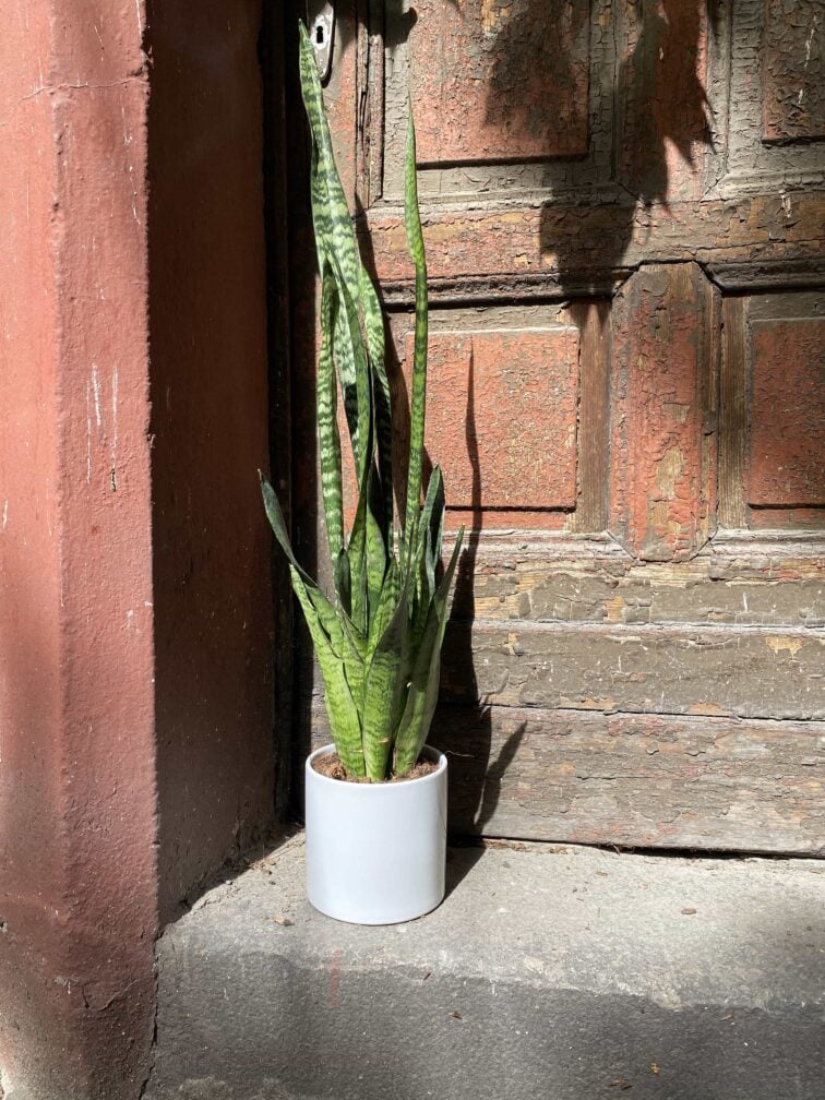 sansevieria-zeylanica_14x80-0.jpg Zdjęcie Sansevieria Zeylanica w kategorii rośliny, ujęcie 1