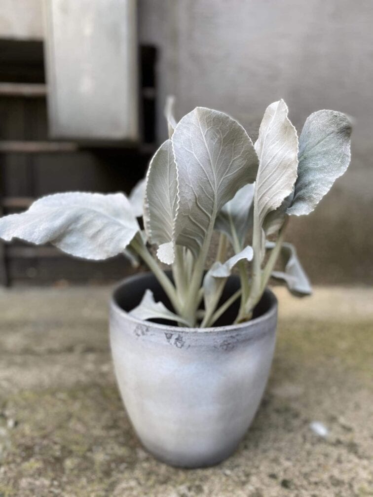 Zdjęcie Senecio Angel Wings w kategorii rośliny, ujęcie 2