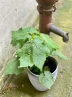 Zdjęcie Sparmannia Africana w kategorii rośliny, ujęcie 1