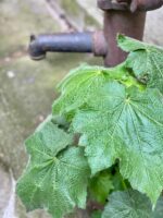 Zdjęcie Sparmannia Africana w kategorii rośliny, ujęcie 2