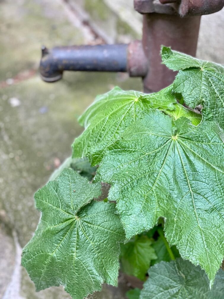 Zdjęcie Sparmannia Africana w kategorii rośliny, ujęcie 2