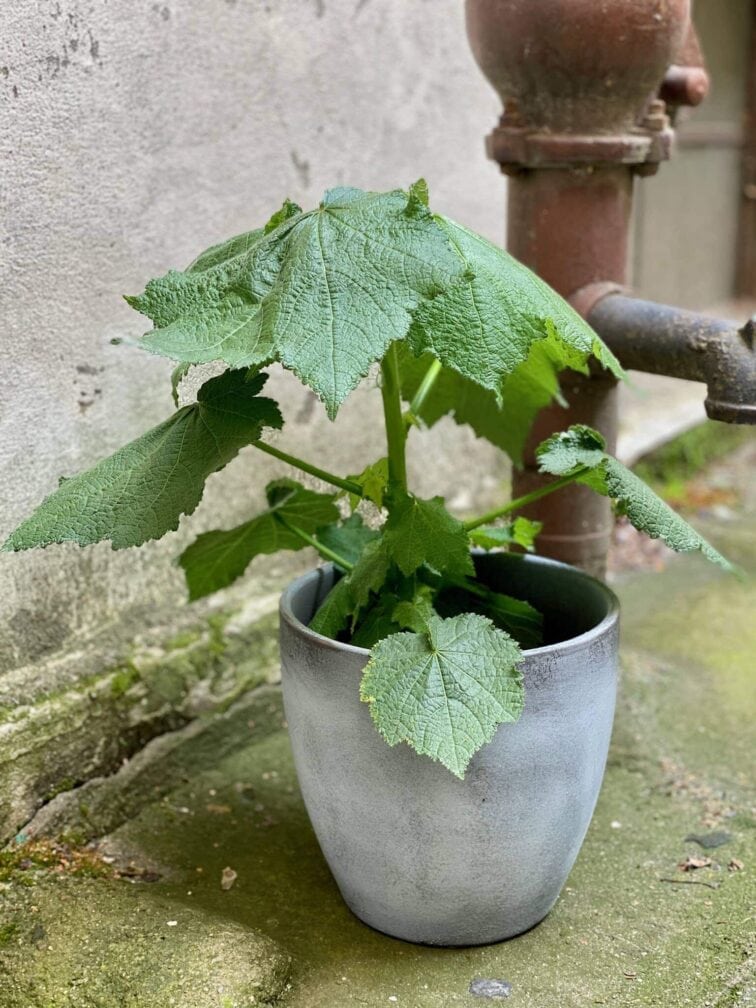 Zdjęcie Sparmannia Africana w kategorii rośliny, ujęcie 3