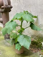 Zdjęcie Sparmannia Africana w kategorii rośliny, ujęcie 4