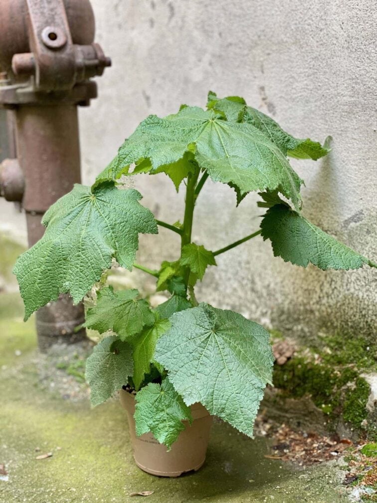 Zdjęcie Sparmannia Africana w kategorii rośliny, ujęcie 4