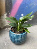 Zdjęcie Strelitzia Reginae (Strelicja Królewska) w kategorii rośliny, ujęcie 1