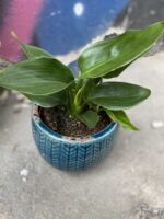 Zdjęcie Strelitzia Reginae (Strelicja Królewska) w kategorii rośliny, ujęcie 2