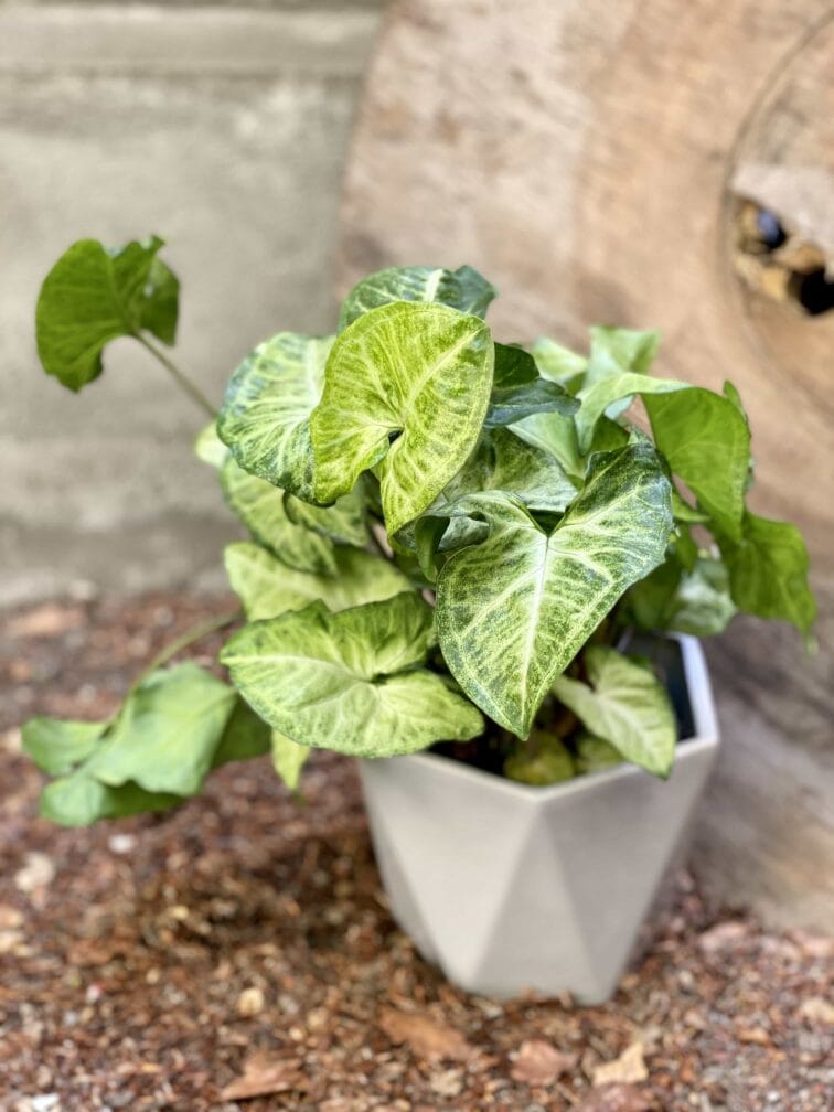 syngonium-pixie_14x20-0.jpg Zdjęcie Syngonium Pixie (Zroślicha) w kategorii rośliny, ujęcie 1