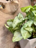 Zdjęcie Syngonium Pixie (Zroślicha) w kategorii rośliny, ujęcie 2