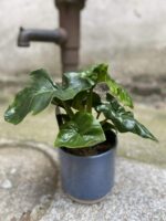 Zdjęcie Thaumatophyllum Selloum Atom w kategorii rośliny, ujęcie 1