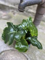 Zdjęcie Thaumatophyllum Selloum Atom w kategorii rośliny, ujęcie 2