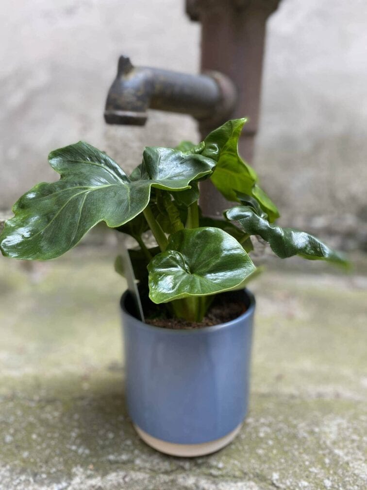 Zdjęcie Thaumatophyllum Selloum Atom w kategorii rośliny, ujęcie 3