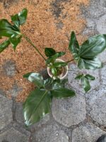 Zdjęcie Thaumatophyllum spruceanum w kategorii rośliny, ujęcie 2