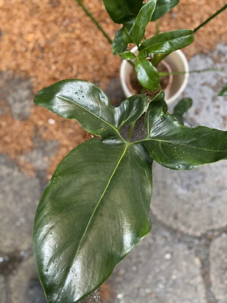 Zdjęcie Thaumatophyllum spruceanum w kategorii rośliny, ujęcie 3
