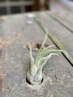 Zdjęcie Tillandsia Caput Medusa w kategorii rośliny, ujęcie 1
