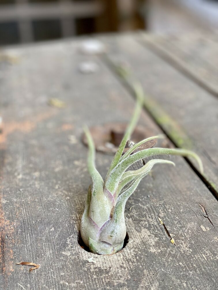 Zdjęcie Tillandsia Caput Medusa w kategorii rośliny, ujęcie 1