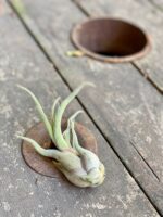 Zdjęcie Tillandsia Caput Medusa w kategorii rośliny, ujęcie 2