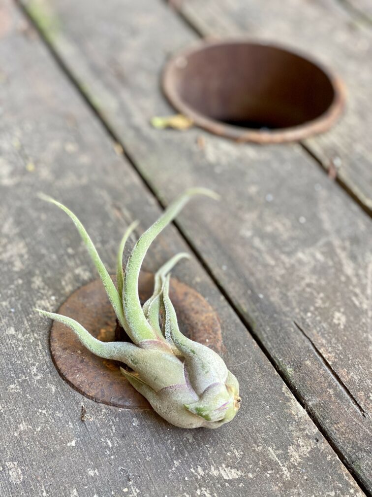 Zdjęcie Tillandsia Caput Medusa w kategorii rośliny, ujęcie 2