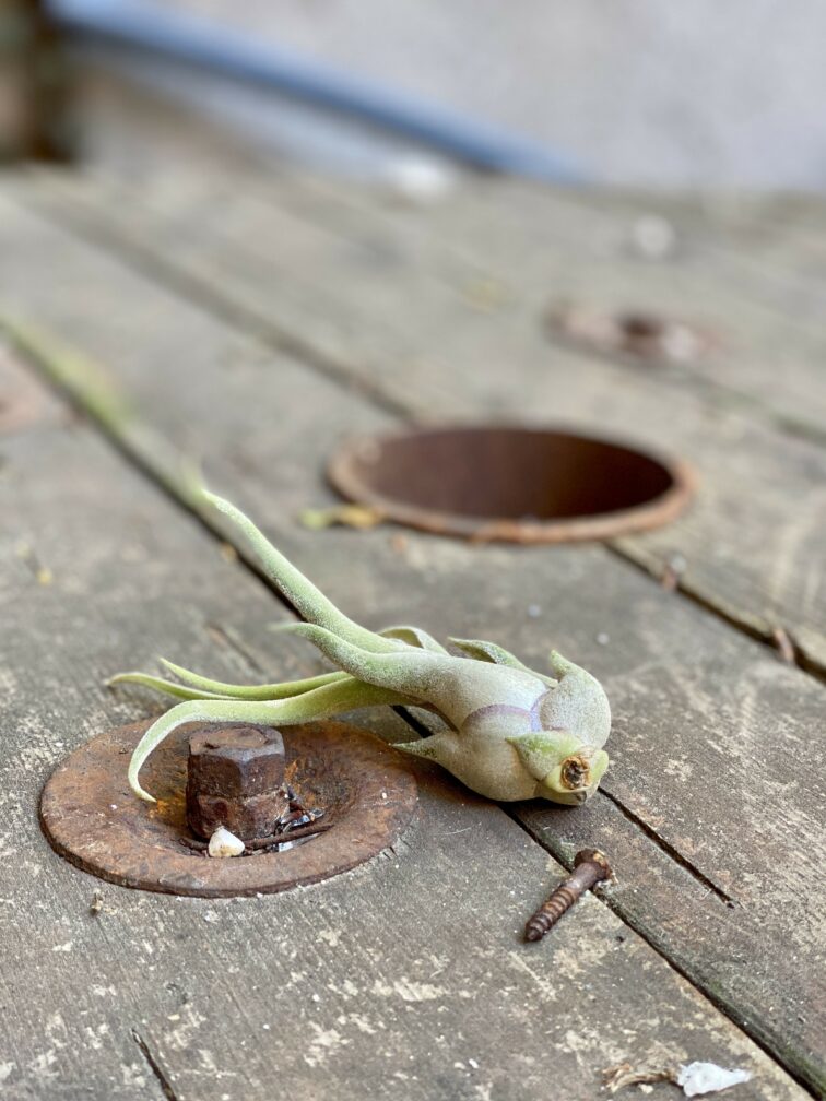 Zdjęcie Tillandsia Caput Medusa w kategorii rośliny, ujęcie 3