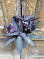 Zdjęcie Tradescantia Purple Heart (Trzykrotka) w kategorii rośliny, ujęcie 1