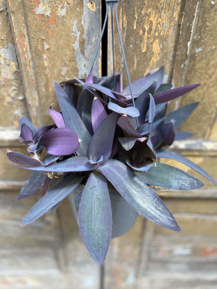 Zdjęcie Tradescantia Purple Heart (Trzykrotka) w kategorii rośliny, ujęcie 1