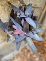 Zdjęcie Tradescantia Purple Heart (Trzykrotka) w kategorii rośliny, ujęcie 2