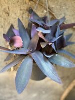 Zdjęcie Tradescantia Purple Heart (Trzykrotka) w kategorii rośliny, ujęcie 3