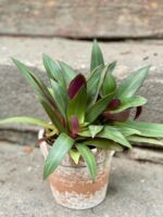 Zdjęcie Tradescantia Purple Passion (Trzykrotka ) w kategorii rośliny, ujęcie 1