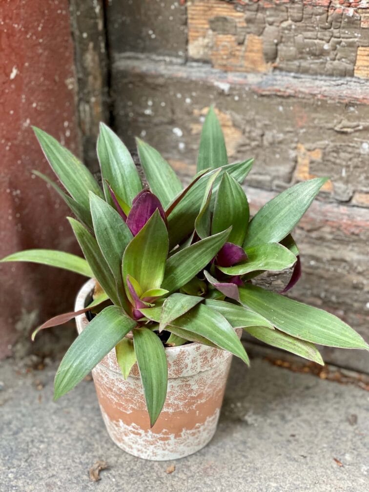 Zdjęcie Tradescantia Purple Passion (Trzykrotka ) w kategorii rośliny, ujęcie 2