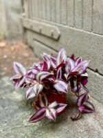 Zdjęcie Tradescantia zebra Violet Hill (Trzykrotka ) w kategorii rośliny, ujęcie 1
