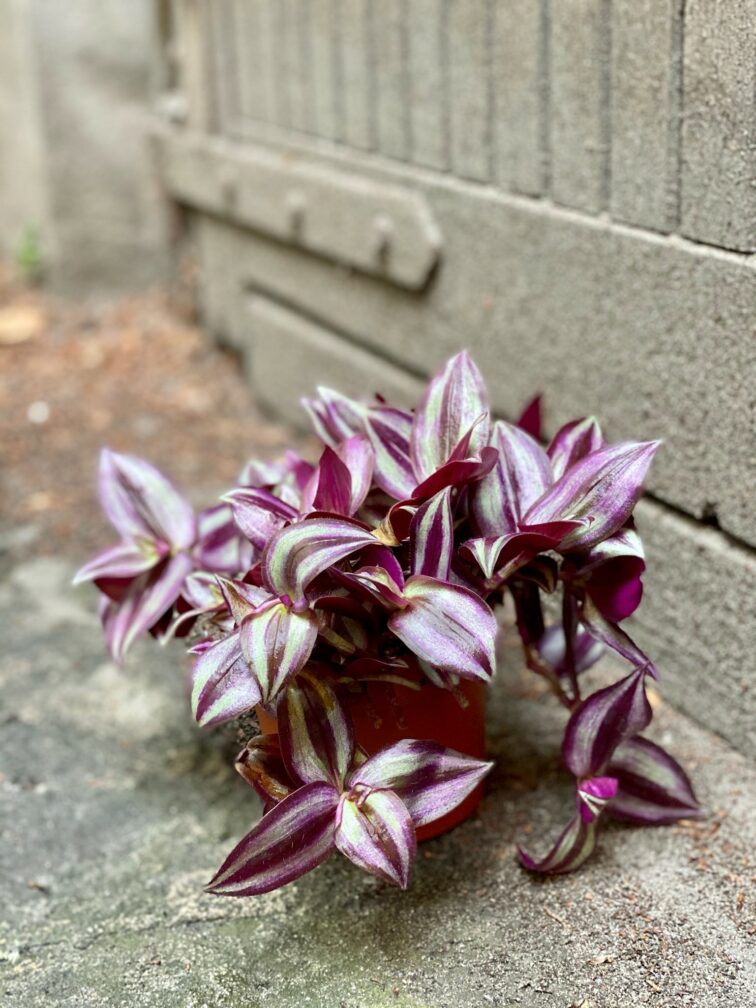 tradescantia-zebra-violet-hill_12x20-0.jpg Zdjęcie Tradescantia zebra Violet Hill (Trzykrotka ) w kategorii rośliny, ujęcie 1