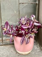 Zdjęcie Tradescantia zebra Violet Hill (Trzykrotka ) w kategorii rośliny, ujęcie 2