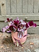 Zdjęcie Tradescantia zebra Violet Hill (Trzykrotka ) w kategorii rośliny, ujęcie 3