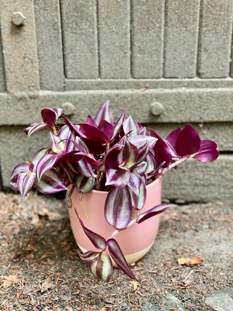 Zdjęcie Tradescantia zebra Violet Hill (Trzykrotka ) w kategorii rośliny, ujęcie 3