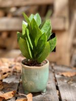 Zdjęcie Zamioculcas Supreme w kategorii rośliny, ujęcie 1