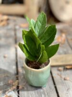 Zdjęcie Zamioculcas Supreme w kategorii rośliny, ujęcie 2