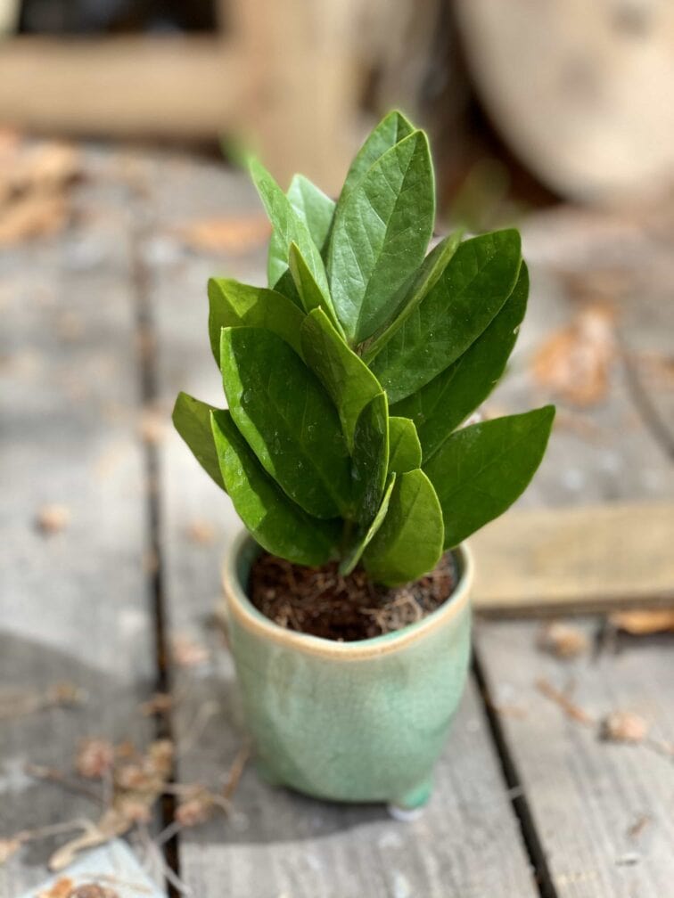 Zdjęcie Zamioculcas Supreme w kategorii rośliny, ujęcie 2